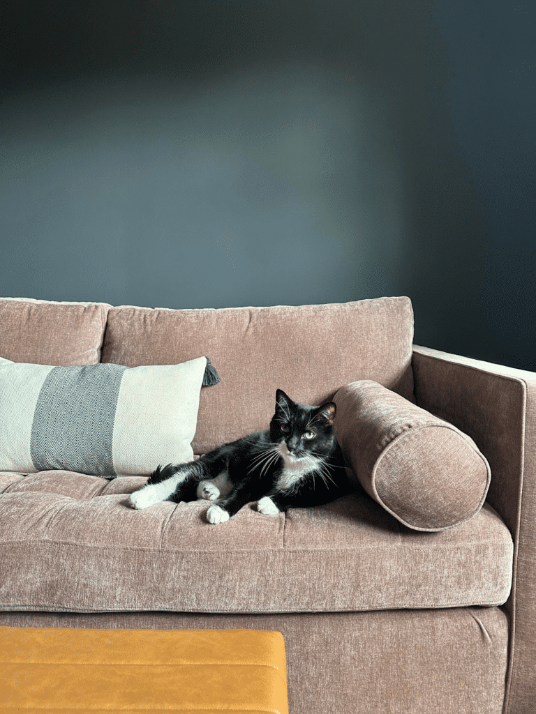 cat on sofa